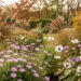 Jardin de vivaces en septembre avec des asters et des anémones du Japon encore fleuris, entourés de feuillages aux couleurs d’automne dans une lumière douce.